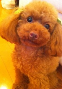 篠田麻里子の犬の写真 篠田麻里子が愛してやまない愛犬が可愛すぎると話題に J Aime