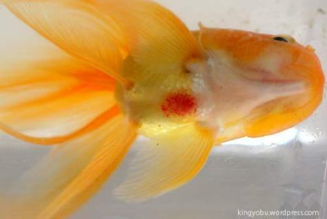 金魚の病気 赤い斑点が金魚の体に出たときはどうすれば良いの J Aime