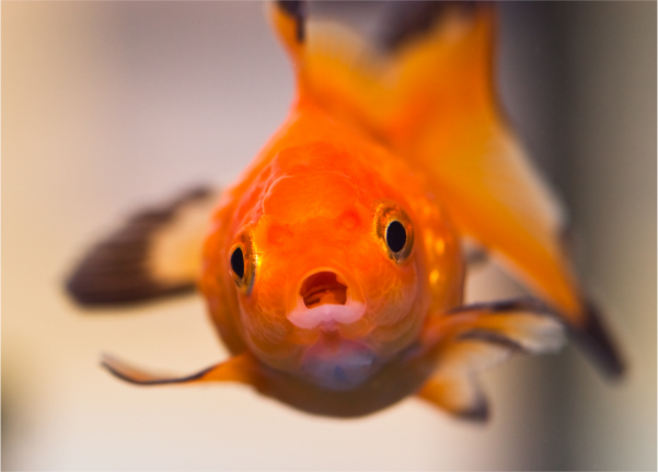 金魚が病気 塩水の作り方を知って金魚の病気を治療しよう J Aime