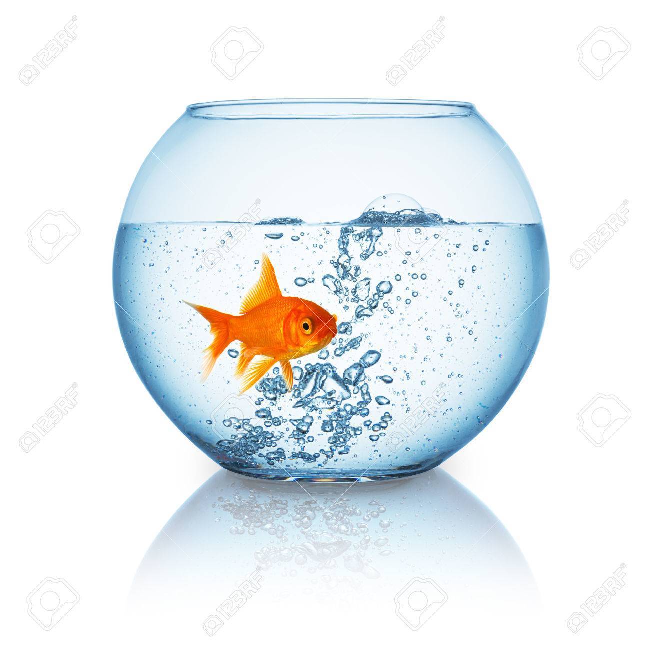 金魚の飼い方 金魚鉢で金魚を飼うときに注意しなければならないことは J Aime
